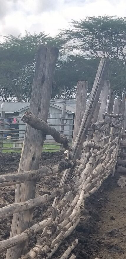 None of these robust wooden structures can prevent Lions, Leopard or Hyenas from entering