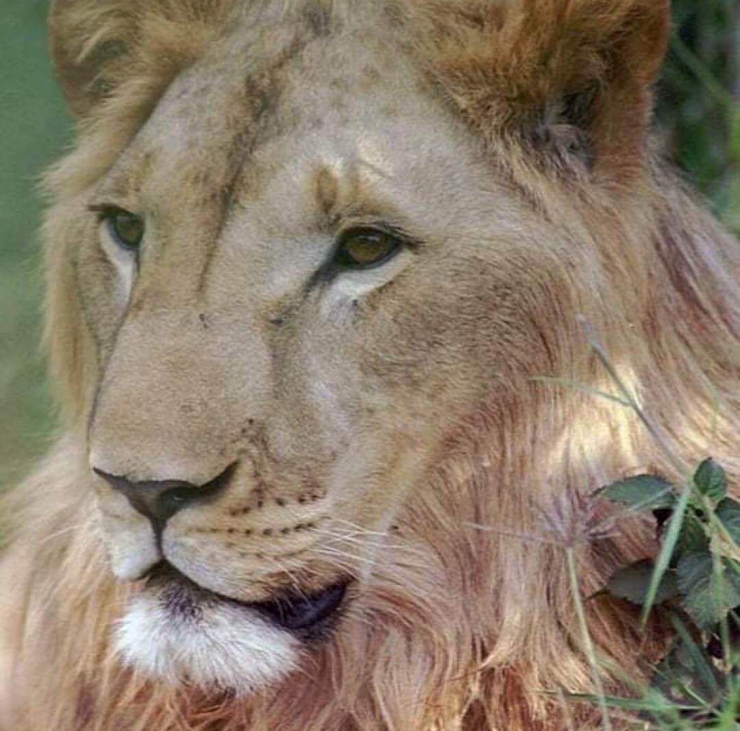 Charlie the Lion raised by David Mascall