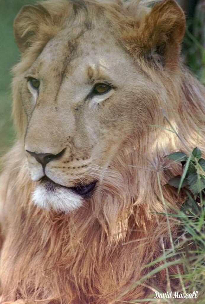 Charlie the lion raised by David Mascall
