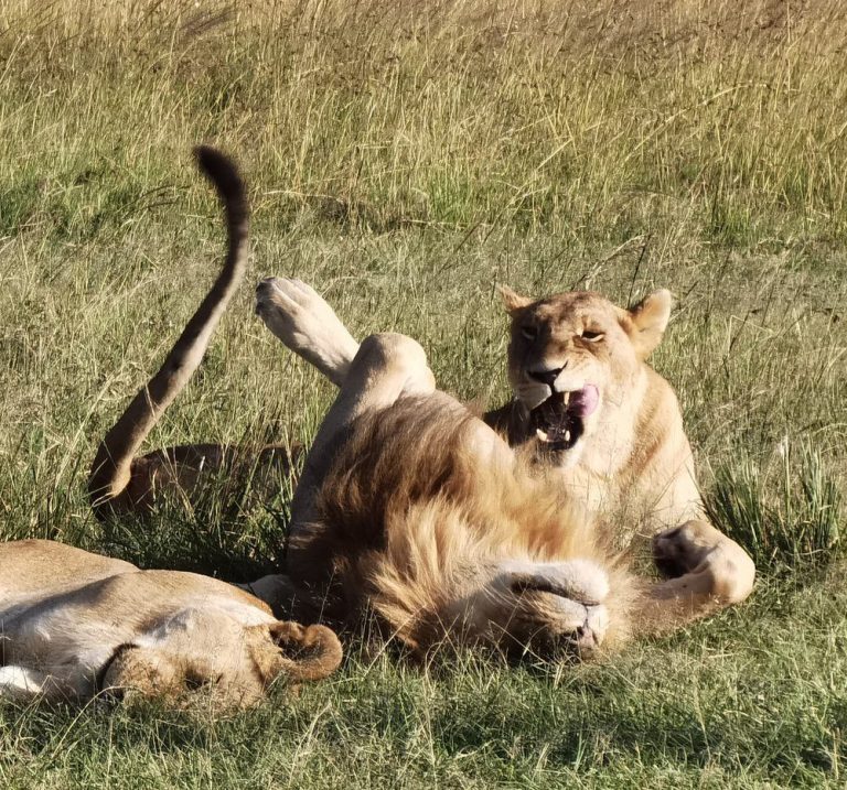 © Bee Lingg - Lions are always playful, a highlight for tourists