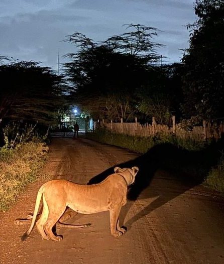 © EMAKOKO Lioness near NNP entrance gate