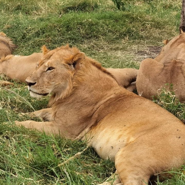 © Bee Lingg - Dispersing young lion males in the Maasai Mara