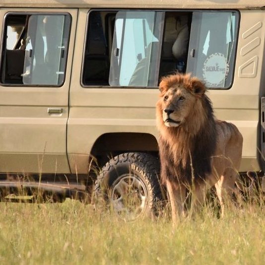 © Bee Lingg - Lion male in front of a tourist vehicle