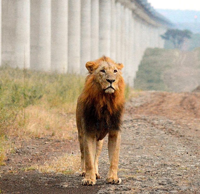 (©) Sibu Galactico - Lion near the train bridge leading through Nairobi National Park