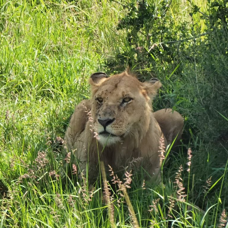 © Bee Lingg - Experienced lioness in The Maasai Mara 