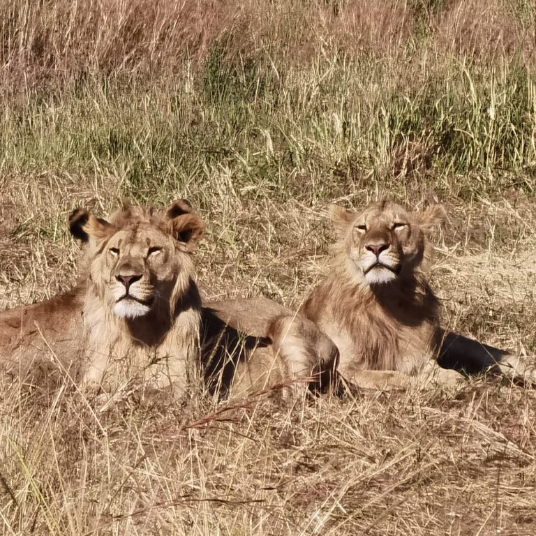 © Bee Lingg - Young lion males in the Maasai Mara