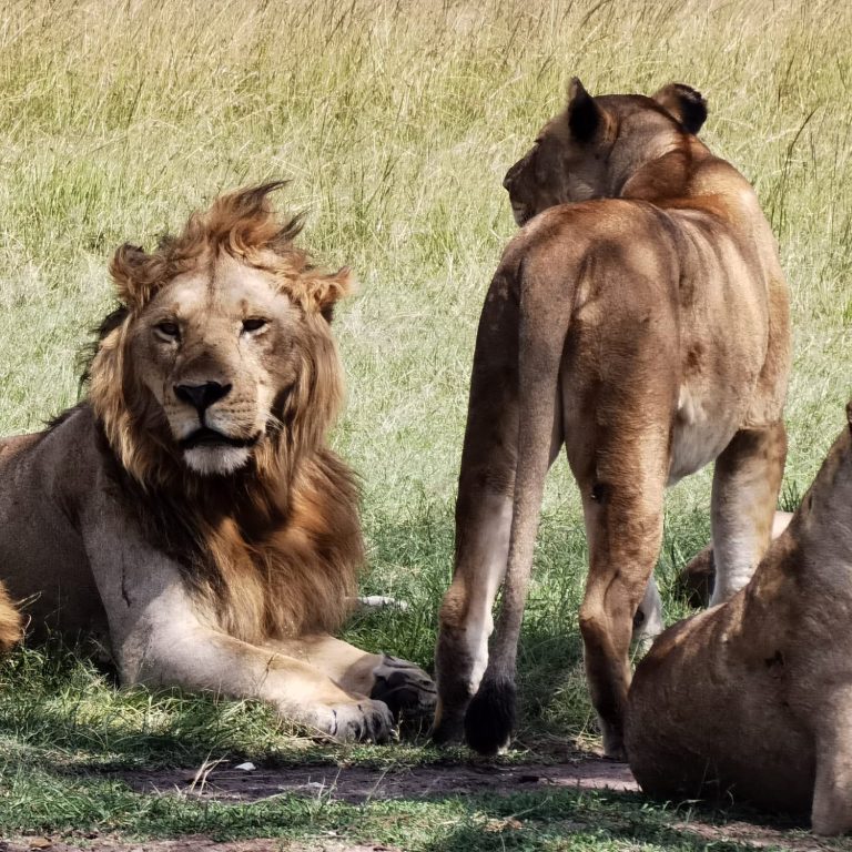 © Bee Lingg - A lion pride in the Maasai Mara