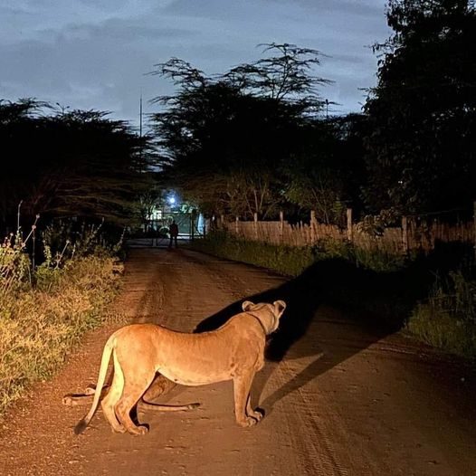 Lioness near Nairobi National Park Entrance